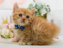 マンチカン(短足)【神奈川県・男の子・2025年9月12日・レッドタビー】の写真8「ママさん猫が遊んでいるキャットランも完備🥎」