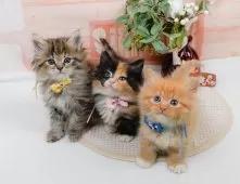 ミヌエット(短足)【神奈川県・男の子・2025年3月24日・レッドタビー&ホワイト】の写真9「きょうだいちゃんたちです💕運命の子と出会えますように…🌟」