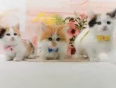 ミヌエット(長足)【神奈川県・女の子・2025年2月9日・キャリコ】の写真9「きょうだいちゃんたちです💕運命の子と出会えますように…🌟」