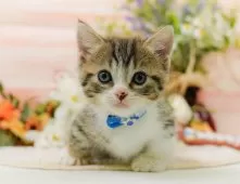 マンチカン(短足)【神奈川県・男の子・2025年8月6日・ブラウンタビー&ホワイト】の写真8「ママさん猫が遊んでいるキャットランも完備🥎」