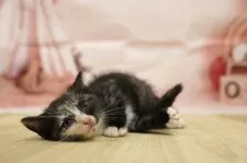 マンチカン(長足)【神奈川県・女の子・2025年5月5日・シルバーパッチドタビー&ホワイト】の写真9「🐱複数頭見学🐱大歓迎🎉一度の見学で他のネコちゃんたちも見れます💕」