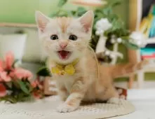 マンチカン(長足)【神奈川県・女の子・2025年6月11日・クリームタビー】の写真9「🐱複数頭見学🐱大歓迎🎉一度の見学で他のネコちゃんたちも見れます💕」