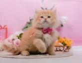 ミヌエット(長足)【神奈川県・女の子・2025年1月23日・レッドタビー】の写真9「きょうだいちゃんたちです💕運命の子と出会えますように…🌟」
