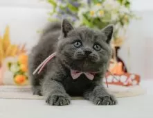 ブリティッシュショートヘア【神奈川県・女の子・2025年4月9日・ブルー】の写真8「🐱複数頭見学🐱大歓迎🎉一度の見学で他のネコちゃんたちも見れます💕」