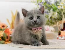 マンチカン(短足)【神奈川県・女の子・2025年7月31日・ダイリュートキャリコ】の写真8「ママさん猫が遊んでいるキャットランも完備🥎」