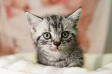 アメリカンショートヘア【神奈川県・男の子・2025年6月20日・シルバータビー】の写真8「ママさん猫が遊んでいるキャットランも完備🥎」