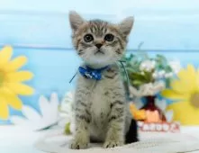 ミヌエット(長足)【神奈川県・男の子・2025年4月16日・ブラウンタビー】の写真8「🐱複数頭見学🐱大歓迎🎉一度の見学で他のネコちゃんたちも見れます💕」