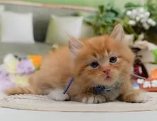 ミヌエット(短足)【神奈川県・男の子・2025年4月8日・レッドタビー&ホワイト】の写真8「🐱複数頭見学🐱大歓迎🎉一度の見学で他のネコちゃんたちも見れます💕」