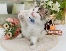 サイベリアン【神奈川県・男の子・2025年3月25日・ブラウンタビー&ホワイト】の写真8「🐱複数頭見学🐱大歓迎🎉一度の見学で他のネコちゃんたちも見れます💕」
