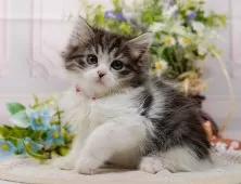 ミヌエット(長足)【神奈川県・女の子・2025年8月23日・ブラウンタビー&ホワイト】の写真8「ママさん猫が遊んでいるキャットランも完備🥎」