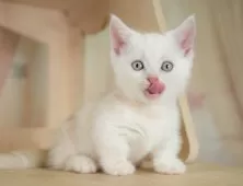 マンチカン(短足)【神奈川県・男の子・2025年8月20日・クリームタビー】の写真8「ママさん猫が遊んでいるキャットランも完備🥎」