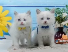 ラグドール【神奈川県・男の子・2025年5月7日・ブルーポイントバイカラー】の写真9「きょうだいちゃんたちです💕運命の子と出会えますように…🌟」