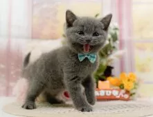 ブリティッシュショートヘア【神奈川県・男の子・2025年8月19日・ブルー】の写真9「🐱複数頭見学🐱大歓迎🎉一度の見学で他のネコちゃんたちも見れます💕」