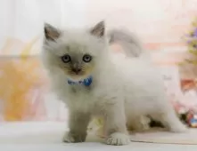 ラグマフィン(ラグドール×ラガマフィン)【神奈川県・男の子・2025年9月6日・ブルーポイントミテッド】の写真3「🌟お気に入り登録してくれた方限定🌟未掲載のお写真や特別クーポンプレゼント🎁」