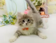 ノルウェージャンフォレストキャット【神奈川県・女の子・2025年9月20日・ブルータビー&ホワイト】の写真9「🐱複数頭見学🐱大歓迎🎉一度の見学で他のネコちゃんたちも見れます💕」