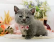 マンチカン(短足)【神奈川県・女の子・2025年7月31日・ダイリュートキャリコ】の写真9「🐱複数頭見学🐱大歓迎🎉一度の見学で他のネコちゃんたちも見れます💕」