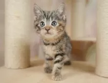 マンチカン(長足)【神奈川県・女の子・2025年8月24日・ブラウンパッチドタビー】の写真9「🐱複数頭見学🐱大歓迎🎉一度の見学で他のネコちゃんたちも見れます💕」