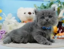 ラガマフィン【神奈川県・男の子・2025年8月11日・ブルー】の写真9「🐱複数頭見学🐱大歓迎🎉一度の見学で他のネコちゃんたちも見れます💕」