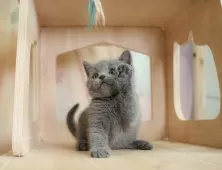 ブリティッシュショートヘア【神奈川県・男の子・2025年7月7日・ブルー】の写真9「🐱複数頭見学🐱大歓迎🎉一度の見学で他のネコちゃんたちも見れます💕」