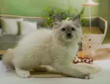 ラグドール【神奈川県・女の子・2024年10月20日・ブルーポイントミテッド】の写真4「生後79日🐾少し大きくなりました🐱💓」