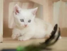 マンチカン(短足)【神奈川県・男の子・2025年8月20日・クリームタビー】の写真9「🐱複数頭見学🐱大歓迎🎉一度の見学で他のネコちゃんたちも見れます💕」