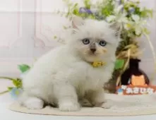 ラグマフィン(ラグドール×ラガマフィン)【神奈川県・女の子・2025年9月6日・ブルートーティーポイントミテッド】の写真6「当日見学OK！！まずは、お気軽にご連絡ください🎶」