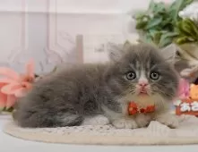 マンチカン(短足)【神奈川県・男の子・2025年7月25日・ブルータビー&ホワイト】の写真9「🐱複数頭見学🐱大歓迎🎉一度の見学で他のネコちゃんたちも見れます💕」