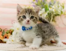 マンチカン(短足)【神奈川県・男の子・2025年8月6日・ブラウンタビー&ホワイト】の写真9「🐱複数頭見学🐱大歓迎🎉一度の見学で他のネコちゃんたちも見れます💕」