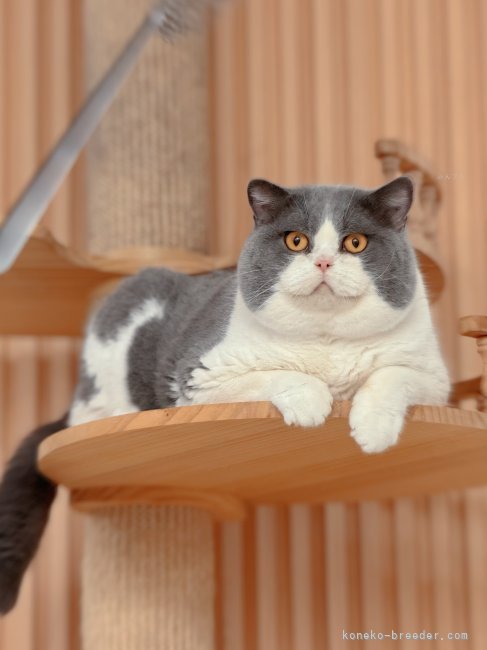 ミッキーくんは強靭な骨格、完璧な顔立ち、頑丈な口枷いマズルが完璧で、理想的なブリティッシュです。｜小尾　菜緒(おび　なお)ブリーダー(千葉県・ブリティッシュショートヘアなど・CFA/ICC登録)の紹介写真5