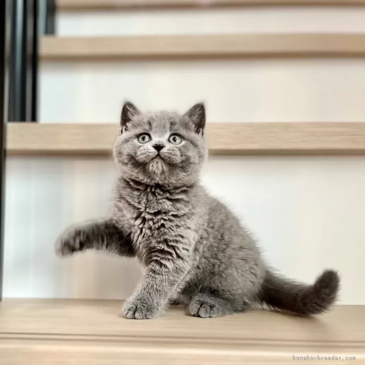 いとこん 様のお迎えした子猫