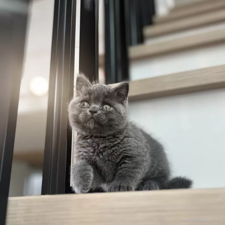 R.Y 様のお迎えした子猫