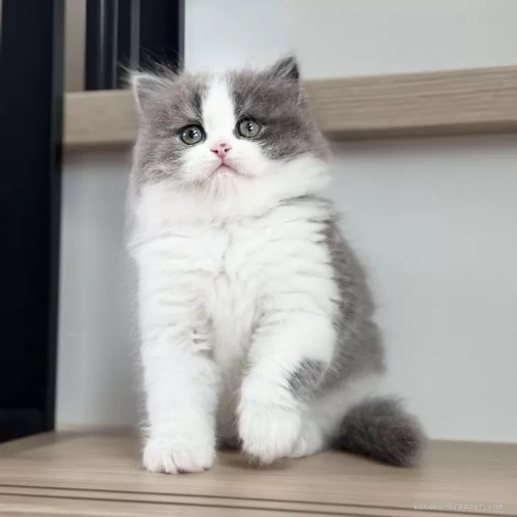 せつこ 様のお迎えした子猫