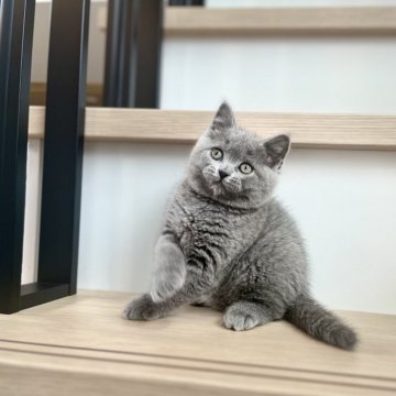 ブリティッシュショートヘア【千葉県・女の子・2025年3月27日・ブルー】の写真「つぶらな瞳と甘えん坊な性格ふわふわ毛並みと好奇心旺」
