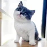 ブリティッシュショートヘア