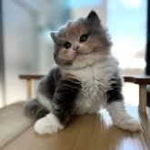 ブリティッシュショートヘア