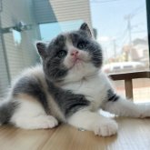 ブリティッシュショートヘア