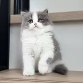 ブリティッシュショートヘア