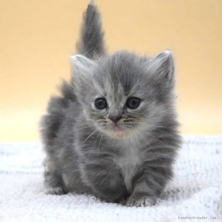 ID：2310-02709の子猫