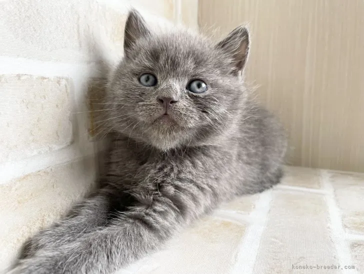 ID：2203-01476の子猫