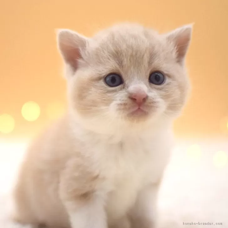 ID：2402-01416の子猫