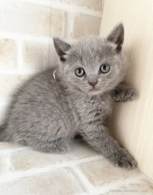 ID:2203-00007の子猫