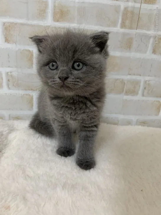 ID：2010-01352の子猫