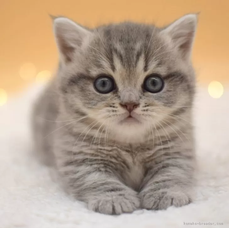 ID：2401-02083の子猫