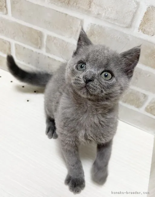 ID:2107-02088の子猫