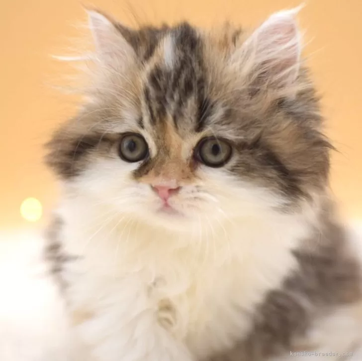 ID:2401-02082の子猫