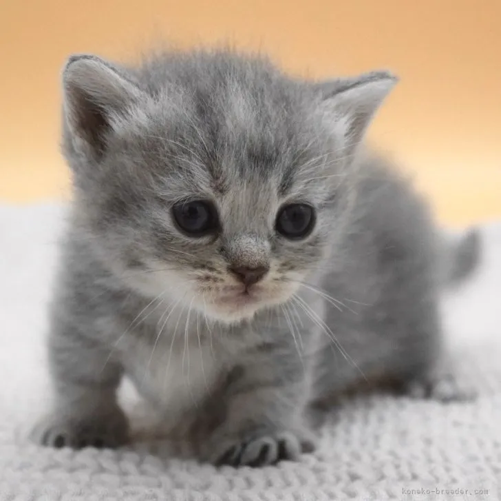 ID：2307-03395の子猫