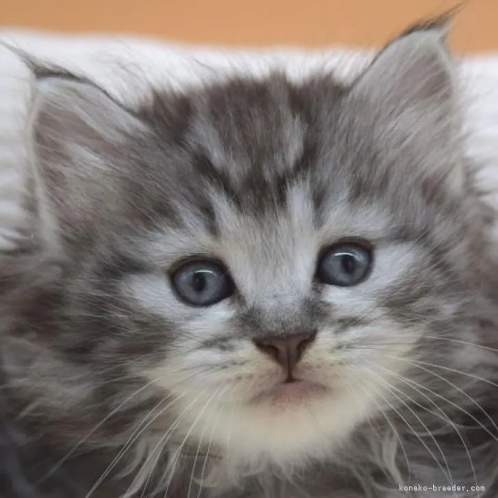 ID：2208-02167の子猫