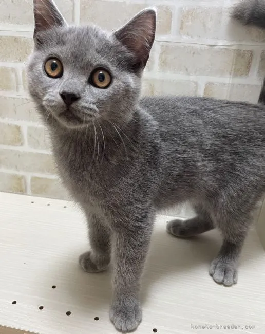 ID：2106-00697の子猫