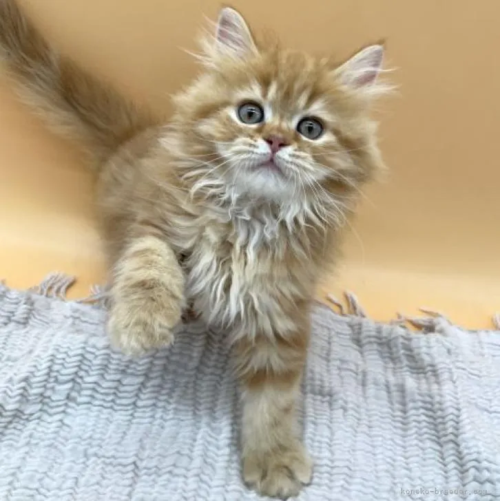ID:2210-02311の子猫