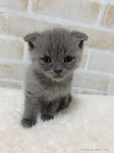 ID:2101-00091の子猫